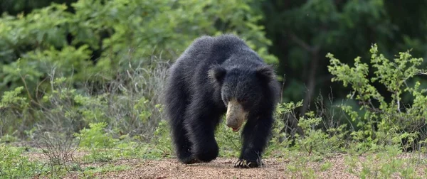 El oso perezoso de Sri Lanka —  Fotos de Stock