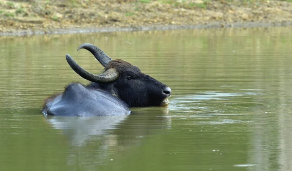 Água búfalo banho na lagoa — Fotografia de Stock