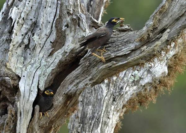 Common Myna Acridotheres Tristis Old Tree Male Female Sri Lanka — Stock Photo, Image