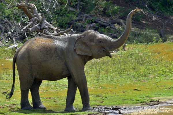 Elefante sujeira pulverização e água — Fotografia de Stock