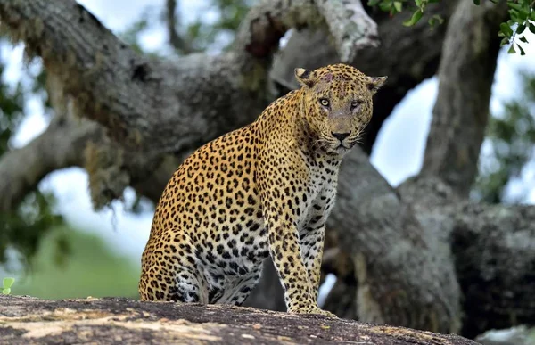 Leopardo Sobre Una Piedra Leopardo Sri Lanka Panthera Pardus Kotiya — Foto de Stock