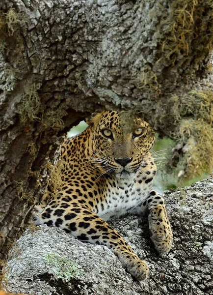 The Sri Lankan leopard — Stock Photo, Image