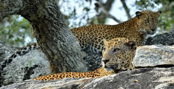 A Srí Lanka-i leopárdok férfi és női — Stock Fotó