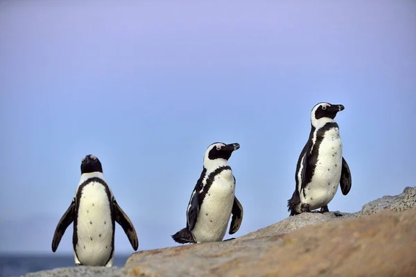 De afrikanska pingvinerna på stranden — Stockfoto