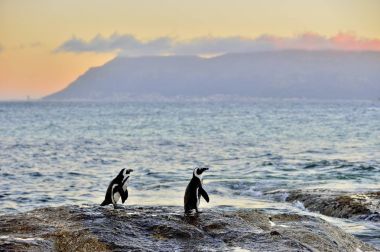 Afrika penguenler (spheniscus demersus) akşam alacakaranlık kıyısında Afrika penguen. Kırmızı günbatımı gökyüzü.
