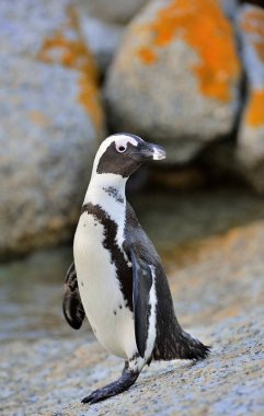 Afrika penguen (spheniscus demersus) gitmek, akşam alacakaranlık okyanustan kıyıya. Kayalar kolonisinde Afrika penguen (spheniscus demersus). Güney Afrika.