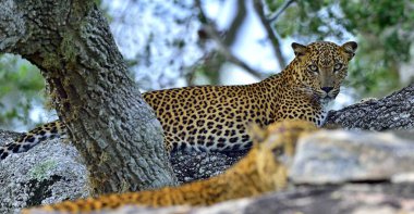 Bir taşın üzerinde leoparlar. Sri Lanka leoparı (Panthera pardus kotiya) dişi. Yala Ulusal Parkı. Sri Lanka
