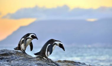 Kıyısında Afrika penguenler