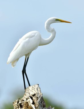 Büyük ak balıkçıl ve mavi gökyüzü arka plan. Ardea alba, ayrıca ortak ak balıkçıl, büyük ak balıkçıl gibi ya da (eski Dünya) olarak bilinen büyük beyaz ak balıkçıl veya büyük beyaz balıkçıl.