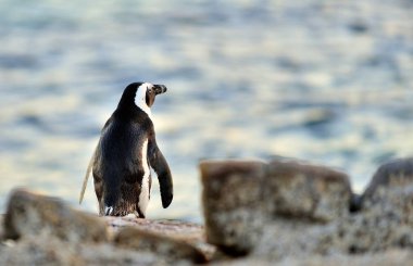 Afrika penguen (Spheniscus demersus). Güney Afrika