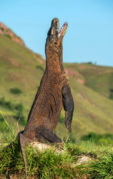 Der Komododrache Varanus Komodoensis Steht Auf Seinen Hinterbeinen Und Seinem — Stockfoto
