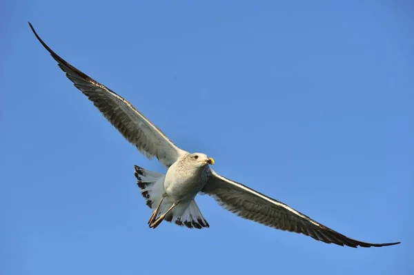 鸟在飞行 自然蓝天背景 飞幼海带海鸥 Dominicanus 又称多米尼加鸥和黑背海带鸥 假海湾 — 图库照片