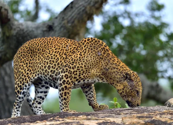 Leopardo Sobre Una Piedra Leopardo Sri Lanka Panthera Pardus Kotiya — Foto de Stock