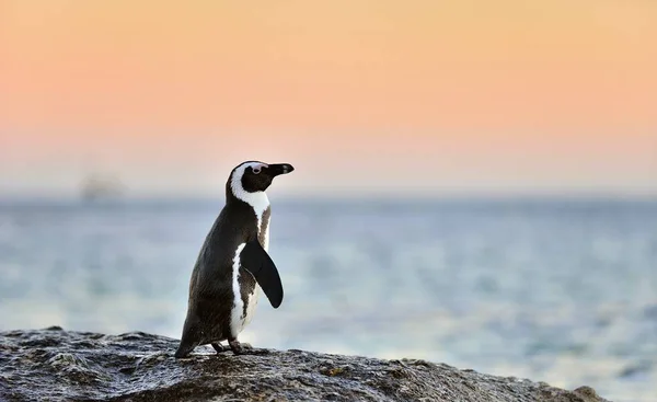 Африканские Пингвины Spheniscus Demersus Африканский Пингвин Берегу Вечерние Сумерки Красное — стоковое фото