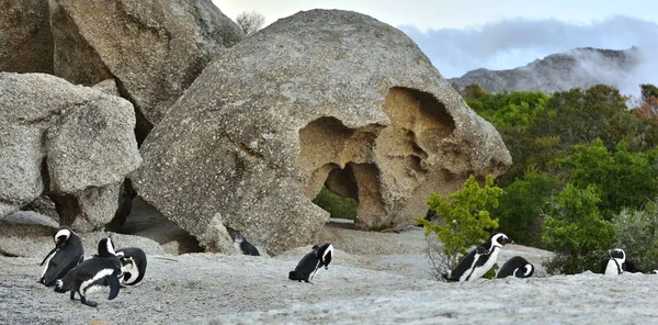 Afrika Penguenler Spheniscus Demersus Akşam Alacakaranlık Okyanustan Karaya Git Kayalar — Stok fotoğraf