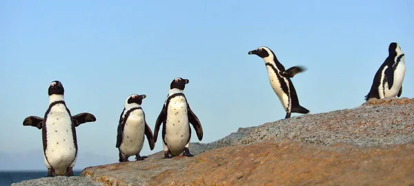 Die afrikanischen Pinguine an Land — Stockfoto