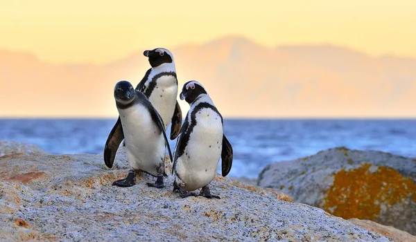 Африканские Пингвины Spheniscus Demersus Африканский Пингвин Берегу Вечерние Сумерки Красное — стоковое фото