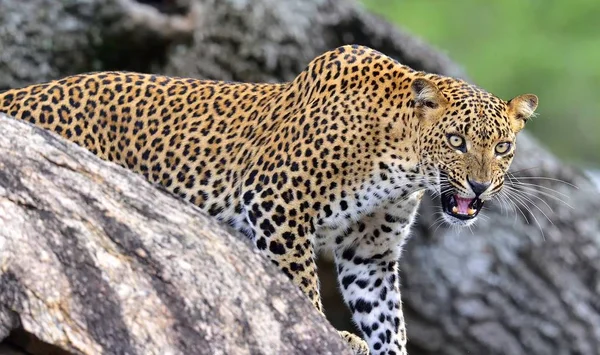 Leopardo Rugir Leopardo Numa Pedra Fêmea Leopardo Sri Lanka Panthera — Fotografia de Stock