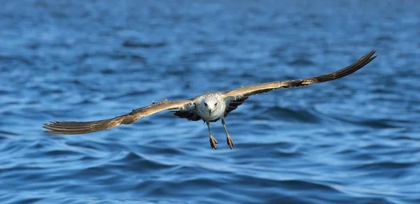 鸟在飞行 天然蓝色海洋背景 飞幼海带海鸥 Dominicanus 也称为多米尼加鸥和黑色支持 — 图库照片