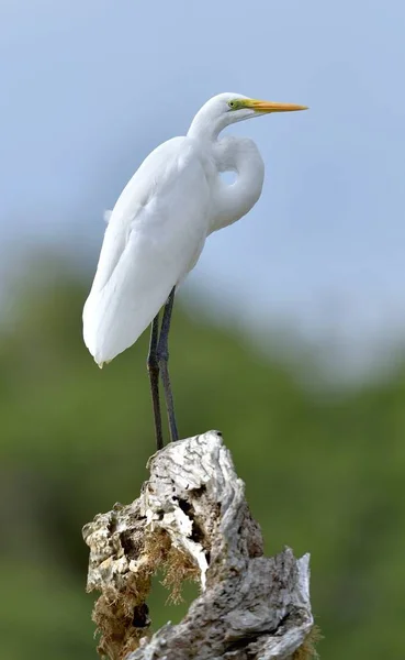 Volavka Bílá Modrá Obloha Pozadí Ardea Alba Také Známý Jako — Stock fotografie