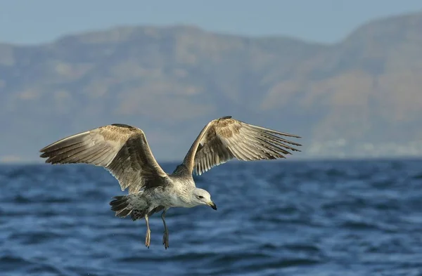 Gaivota de algas voadoras — Fotografia de Stock