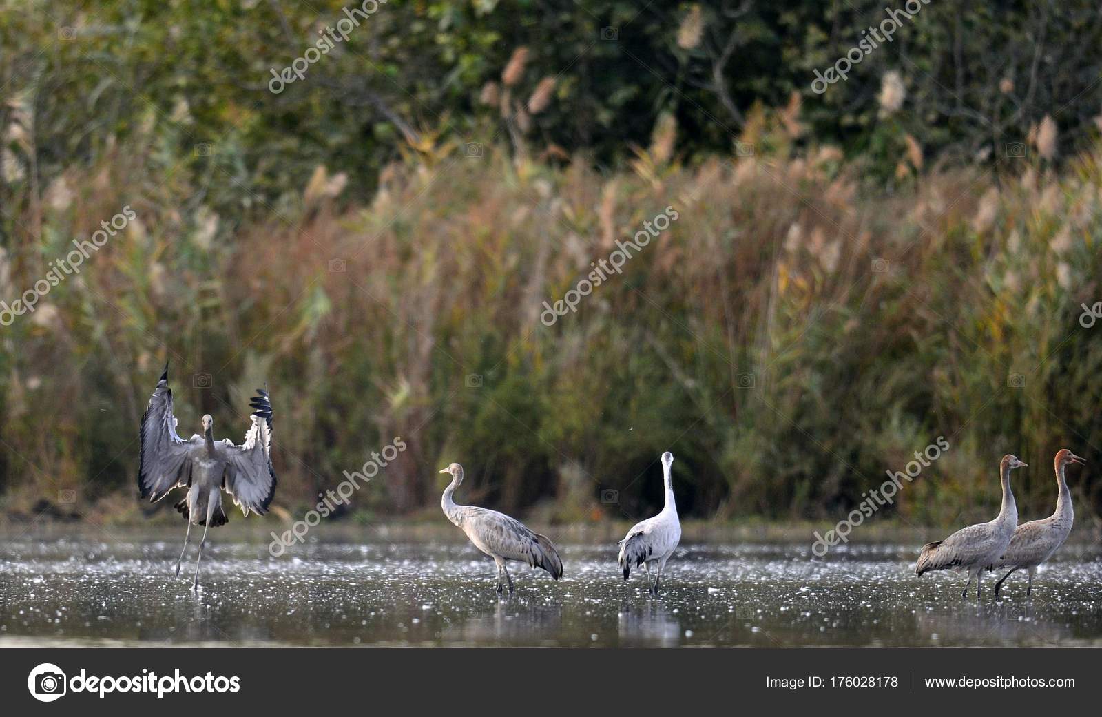 Grues Sunrise Lake Paysage Matin Halte Importante Pour Les