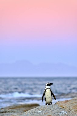 Sahilde Afrika penguen