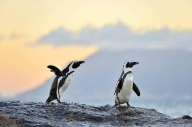 Kıyısında Afrika penguenler 