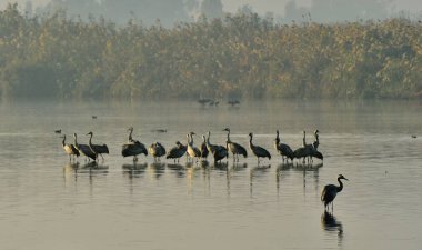 Turnalar Sunrise Gölü'nde akın ediyor. Hula Valley Reserve'nin Sabah Manzarası. Afrika, Avrupa ve Asya arasında göç eden kuşlar için büyük mola. İsrail'in kuzeyinde. Ortak Vinçler, Grus grus, Avrasya Vinçler