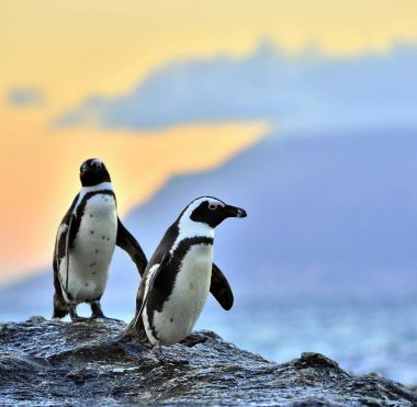 Afrika penguenler (spheniscus demersus) akşam alacakaranlık kıyısında Afrika penguenler. Kırmızı günbatımı gökyüzü.