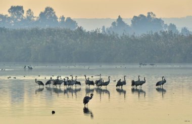 Vinçler Flock gündoğumu gölde. Sabah manzara Hula Vadisi rezerv. Kuşlar göç Afrika, Avrupa ve Asya arasındaki için büyük mola. İsrail'in Kuzey. Bayağı turna Grus grus, Avrasya turna.
