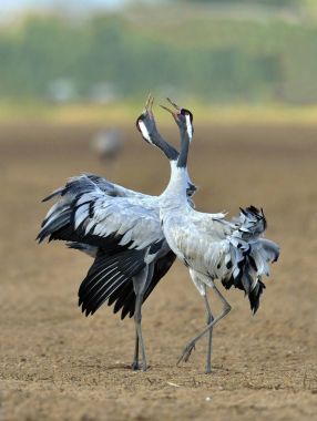 Vinçler alanında dans. Aynı zamanda Avrasya vinç bilinen bayağı turna (Grus grus),.
