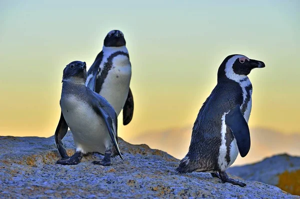 Αφρικανική Πιγκουΐνους Spheniscus Demersus Αφρικανική Penguin Στην Ακτή Στο Βραδινό — Φωτογραφία Αρχείου