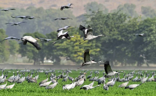 Grúas Campo Forrajeando Pájaros Grises Con Cuello Largo Grulla Común — Foto de Stock