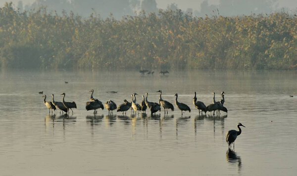 Cranes Flock at Sunrise Lake. Morning Landscape of Hula Valley Reserve. Major stopover for Birds Migrating between Africa, Europe and Asia. North of Israel. Common Cranes, Grus grus, Eurasian Cranes