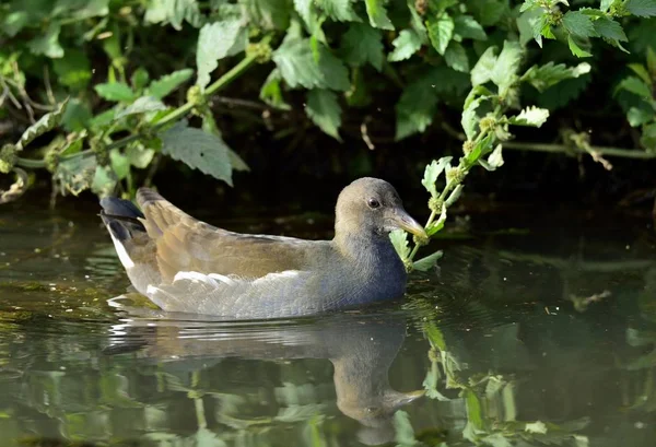 Κοινή Moorhen Gallinula Chloropus Επίσης Γνωστή Κότα Νερό Και Κοτόπουλο — Φωτογραφία Αρχείου