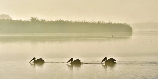 Pelicans Nuotare Attraverso Acqua Nella Nebbia Del Mattino Mattina Nebbia — Foto Stock