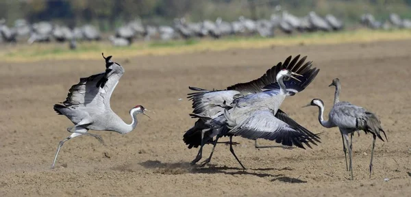 Kranen Dansen Het Veld Kraanvogel Grus Grus Ook Bekend Als — Stockfoto