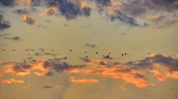 Ptaki Locie Stado Żurawi Leci Zachodzie Słońca Szary Ptak Długą — Zdjęcie stockowe