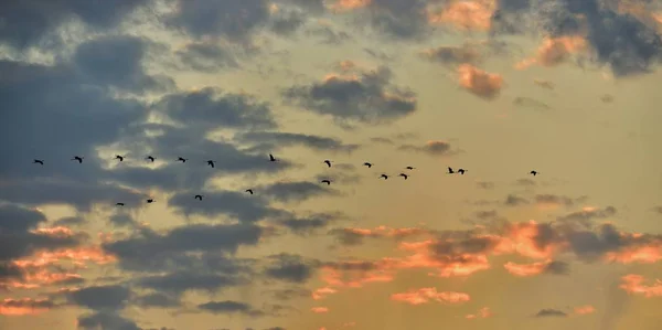 Vogels Vlucht Een Kudde Van Kranen Vliegt Bij Zonsondergang Grijze — Stockfoto