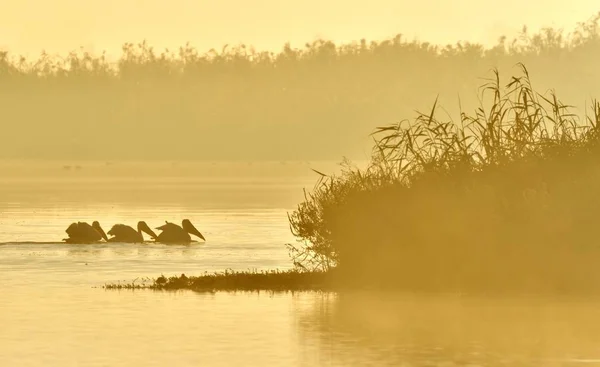 Pelicans Swim Water Morning Mist Morning Mist Dawn — Stock Photo, Image