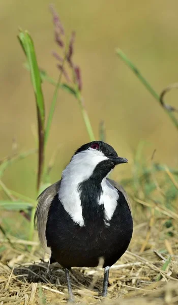 Lukk Opp Portrettet Spur Vinget Lapwing Den Utbredte Engelsk Spur – stockfoto