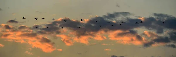 Vogels Vlucht Een Kudde Van Kranen Vliegt Bij Zonsondergang Grijze — Stockfoto