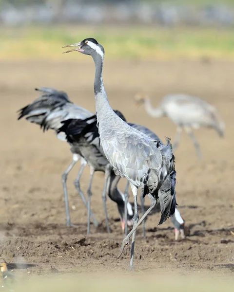 Cranes Dançando Campo Guindaste Comum Grus Grus Também Conhecido Como — Fotografia de Stock