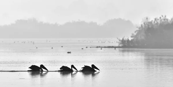 Pelicans Swim Water Morning Mist Morning Mist Dawn — Stock Photo, Image