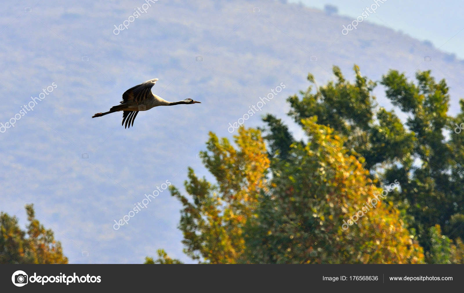 Oiseau Vol Grue Vol Grue Cendrée Grus Grus Aussi Connue