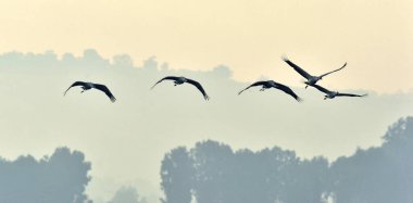 Kuşlar uçuyor. Uçuş vinçler bir siluet. Gün doğumunda turna sürüsü uçar. Sisli sabah, Sunrise gökyüzü arka plan. Ortak Vinç, Grus grus veya Grus Communis, doğal yaşam büyük kuşlar. 