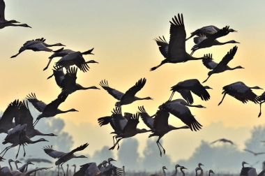 Kuşlar uçuyor. Uçuş vinçler bir siluet. Gün doğumunda turna sürüsü uçar. Sisli sabah, Sunrise gökyüzü arka plan. Ortak Vinç, Grus grus veya Grus Communis, doğal yaşam büyük kuşlar. 