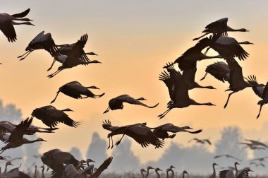 Kuşlar uçuyor. Uçuş vinçler bir siluet. Gün doğumunda turna sürüsü uçar. Sisli sabah, Sunrise gökyüzü arka plan. Ortak Vinç, Grus grus veya Grus Communis, doğal yaşam büyük kuşlar. 