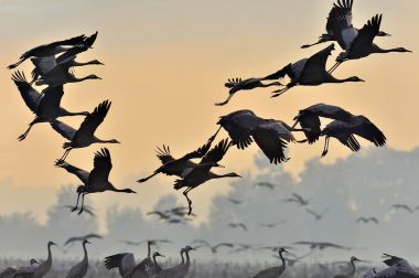 Kuşlar uçuyor. Uçuş vinçler bir siluet. Gün doğumunda turna sürüsü uçar. Sisli sabah, Sunrise gökyüzü arka plan. Ortak Vinç, Grus grus veya Grus Communis, doğal yaşam büyük kuşlar. 